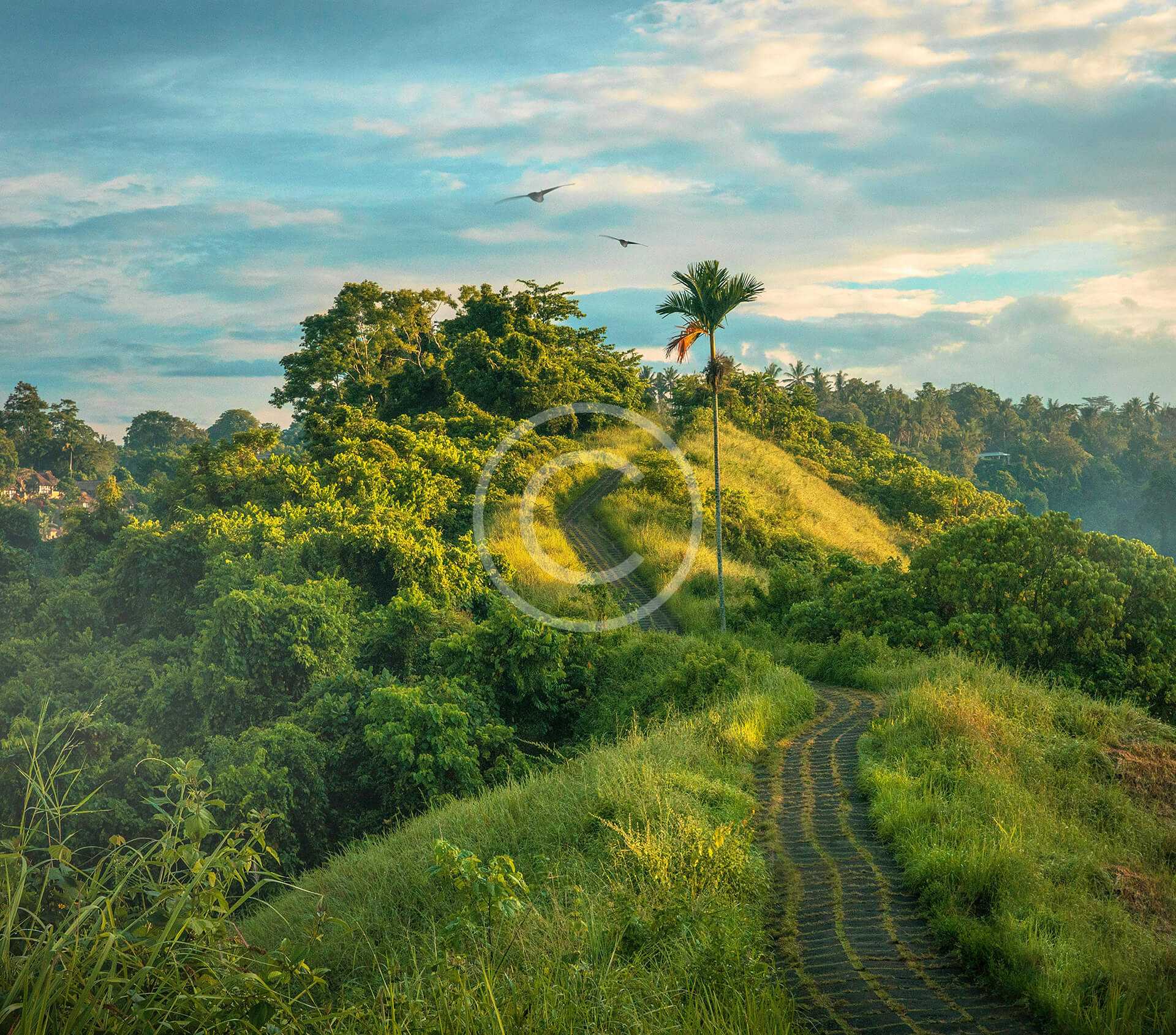 Indian jungle